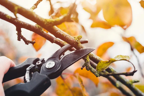 Ast wird mit Gartenschere geschnitten
